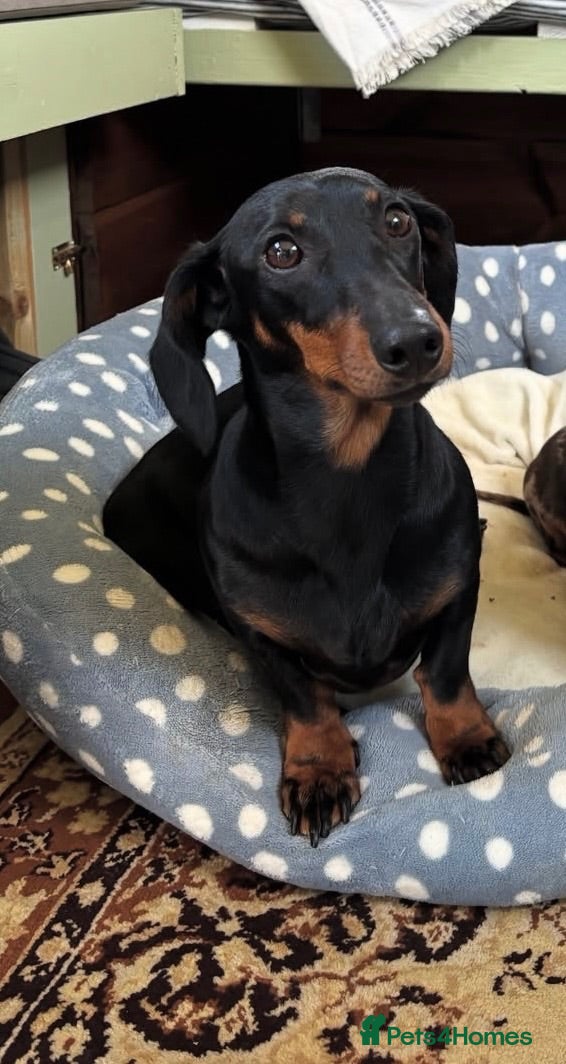 Miniature Dachshund dogs Long hair/short hair miniature dachshund💖 - Advert 2