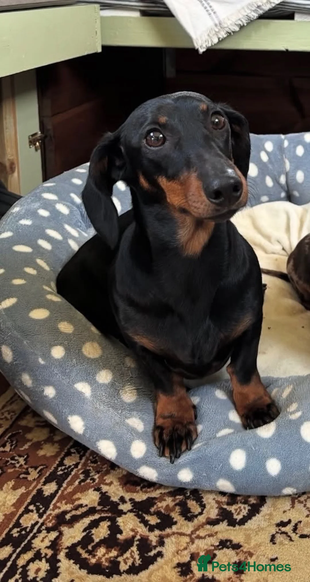 Miniature Dachshund dogs for sale: Long hair/short hair miniature dachshund💖 - Advert 2