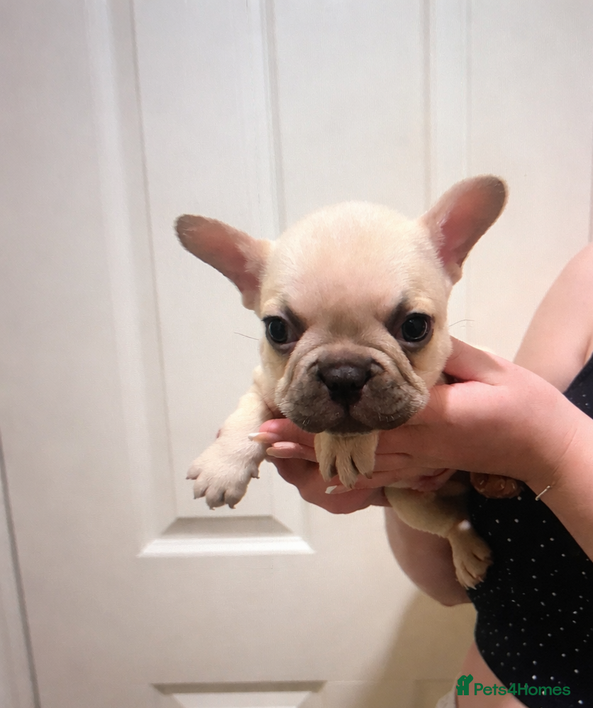 French Bulldog dogs Beautiful French Bulldogs - Advert 3