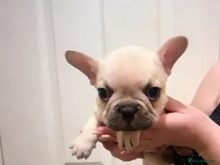French Bulldog dogs Beautiful French Bulldogs - Advert 3