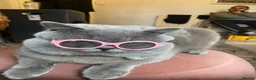British Shorthair cats for sale: British short hair Male and Female  - Advert 5