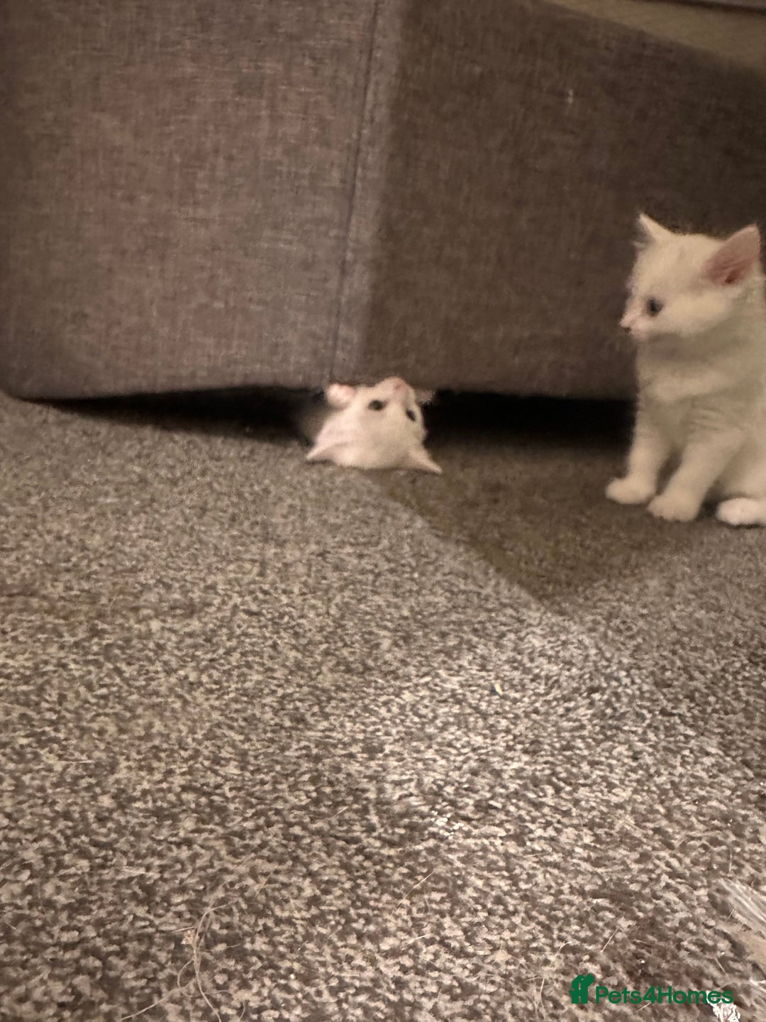 Mixed Breed cats for sale: White girls  - Image 9