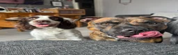 Staffordshire Bull Terrier dogs for stud: Male Staffordshire Bull Terrier For Stud - Advert 3