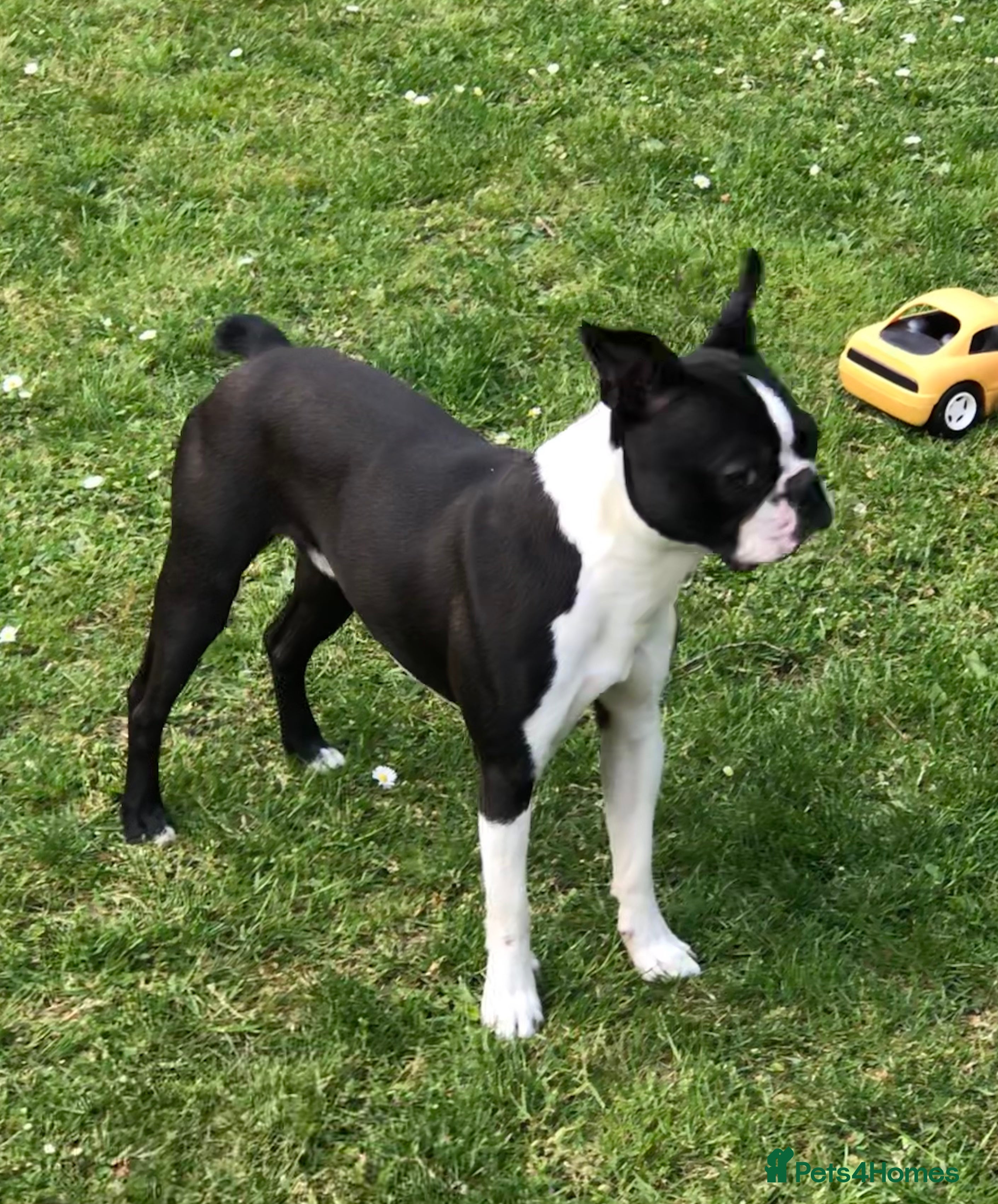 Boston Terrier dogs 🇺🇸 Boston Terrier For Stud 🇺🇸 in Croydon - Advert 1