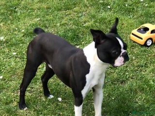 Boston Terrier dogs in Croydon - Advert 1