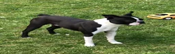 Boston Terrier dogs for stud: 🇺🇸 Boston Terrier For Stud 🇺🇸 in Croydon - Advert 1