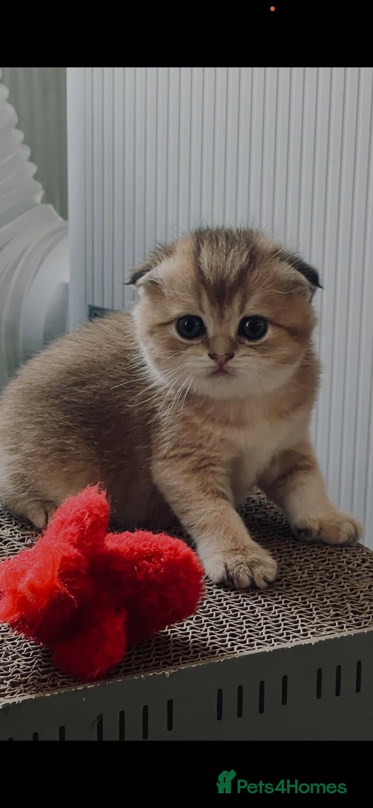 Scottish Fold cats TICA Registered Scottish Fold Kittens - Advert 3