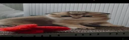 Scottish Fold cats for sale: TICA Registered Scottish Fold Kittens - Advert 1