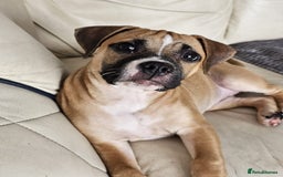 Mixed Breed dogs for sale: Lovely lily bullboxer  - Image 4