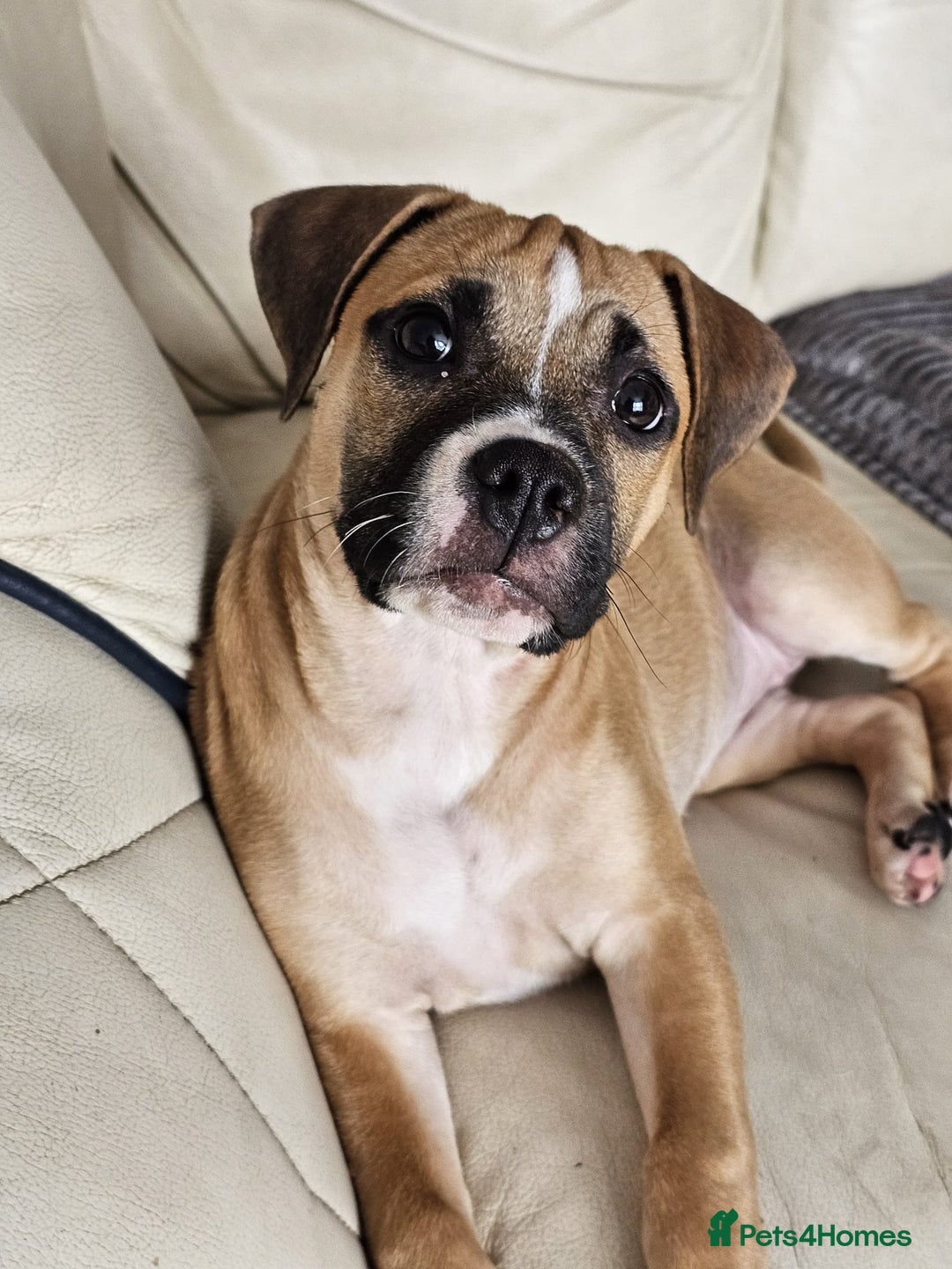 Mixed Breed dogs for sale: Lovely lily bullboxer  - Image 4