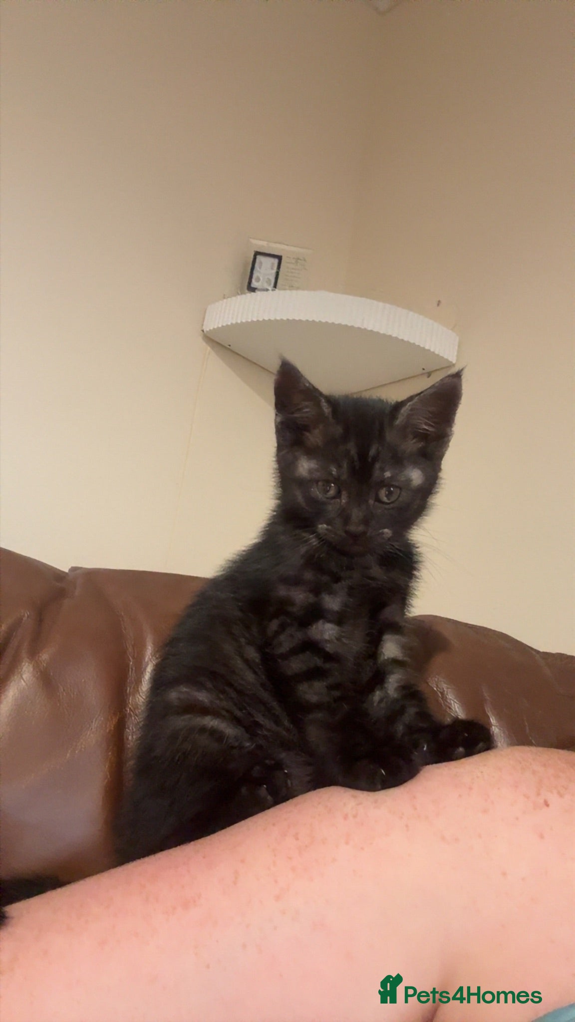 Mixed Breed cats Male kitten - Advert 6