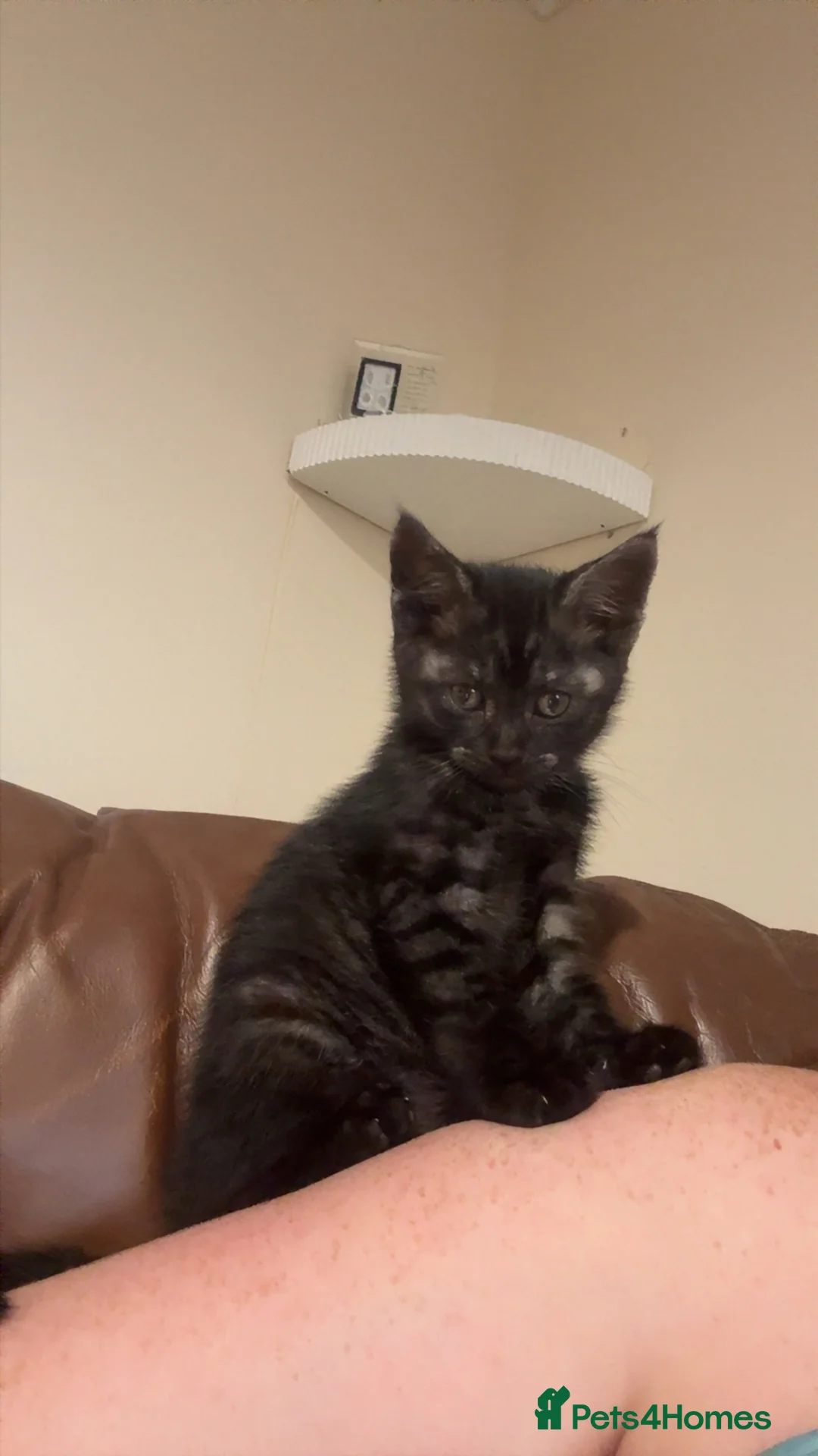 Mixed Breed cats for sale: Male kitten in Aberdeen - Advert 1