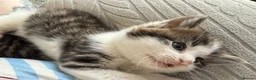 Mixed Breed cats for sale: 4 kittens for sale - Advert 11
