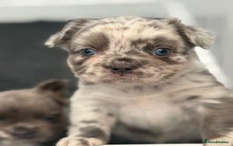 French Bulldog dogs for sale: French bulldog payment plans available  - Image 7