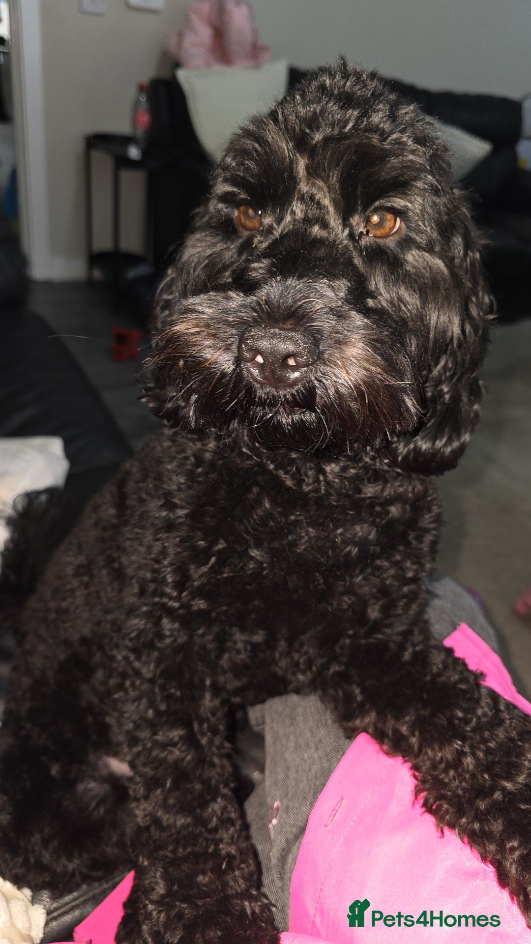 Mixed Breed dogs for stud: F2 Male Cockapoo for Stud.   - Advert 5