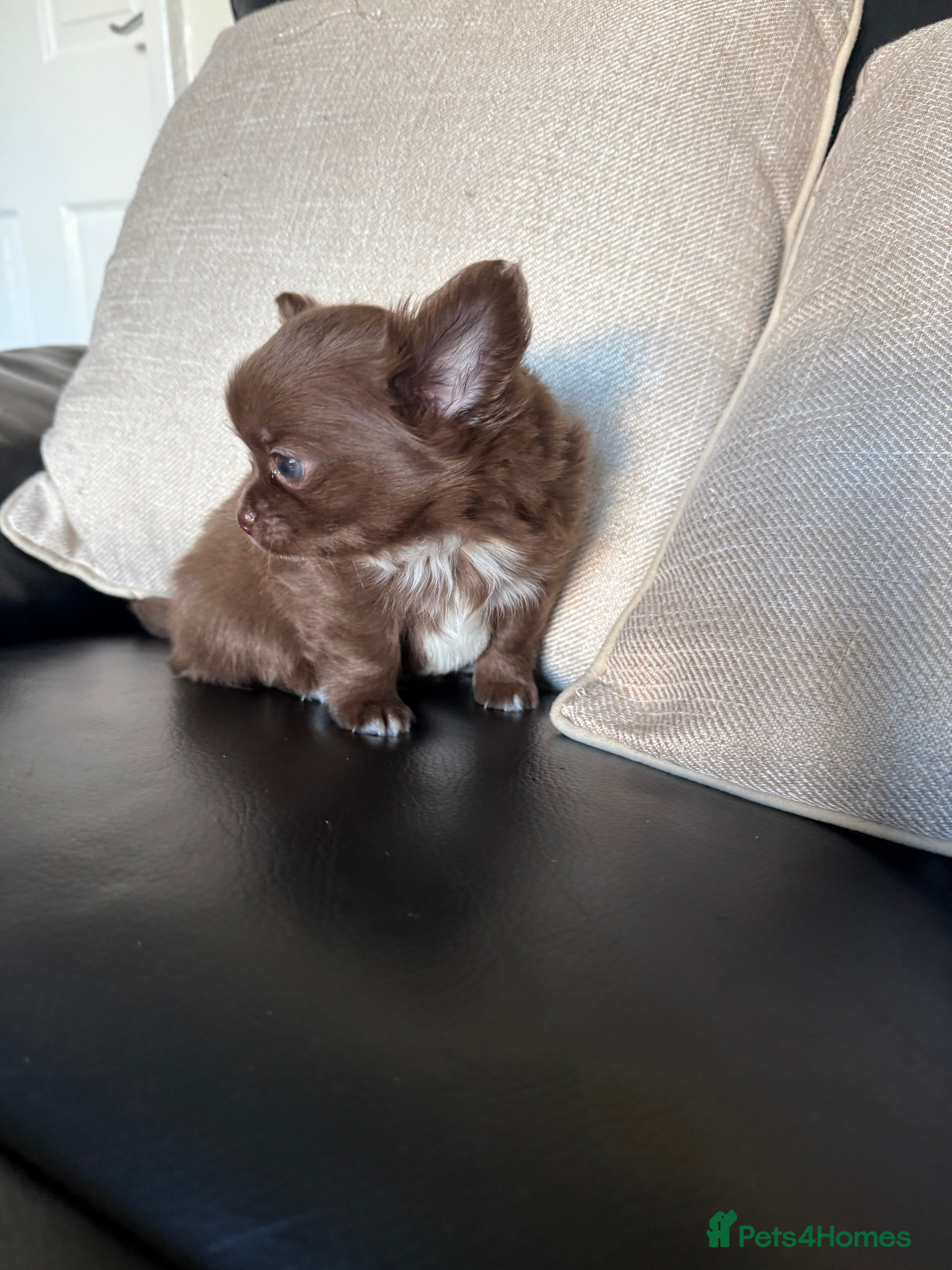 Chihuahua dogs Chihuahua puppies  - Advert 3