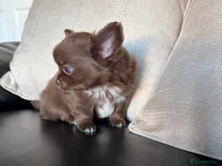 Chihuahua dogs Chihuahua puppies - Advert 4