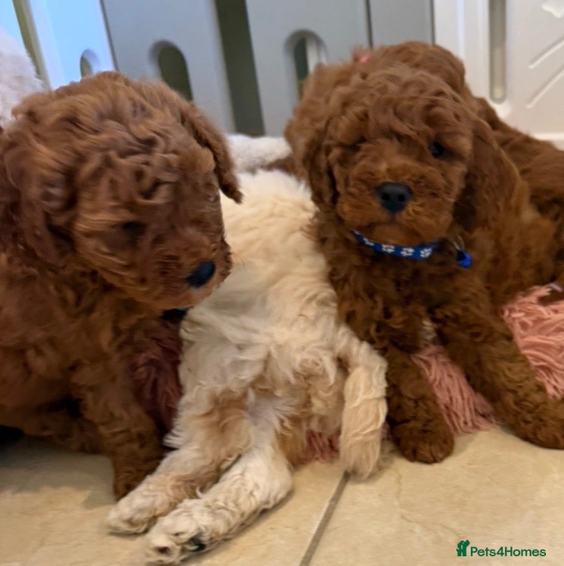 Cavapoochon dogs Stunning CAVAPOO-CHON Puppies  - Advert 4