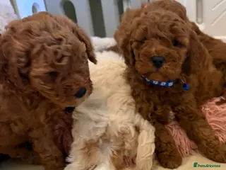 Cavapoochon dogs Stunning CAVAPOO-CHON Puppies - Advert 10