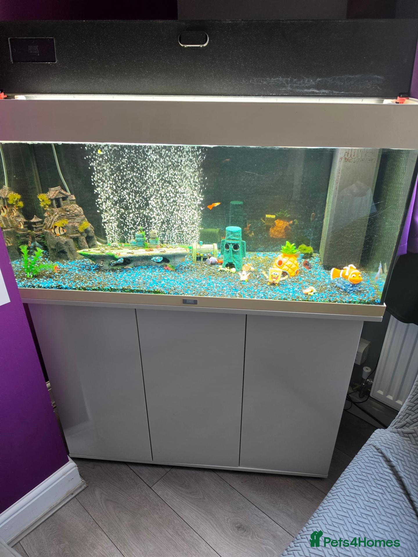 Plecos fish 180L fish tank  - Advert 1
