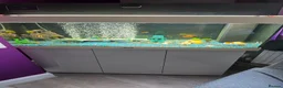 Plecos fish for sale: 180L fish tank  - Advert 1