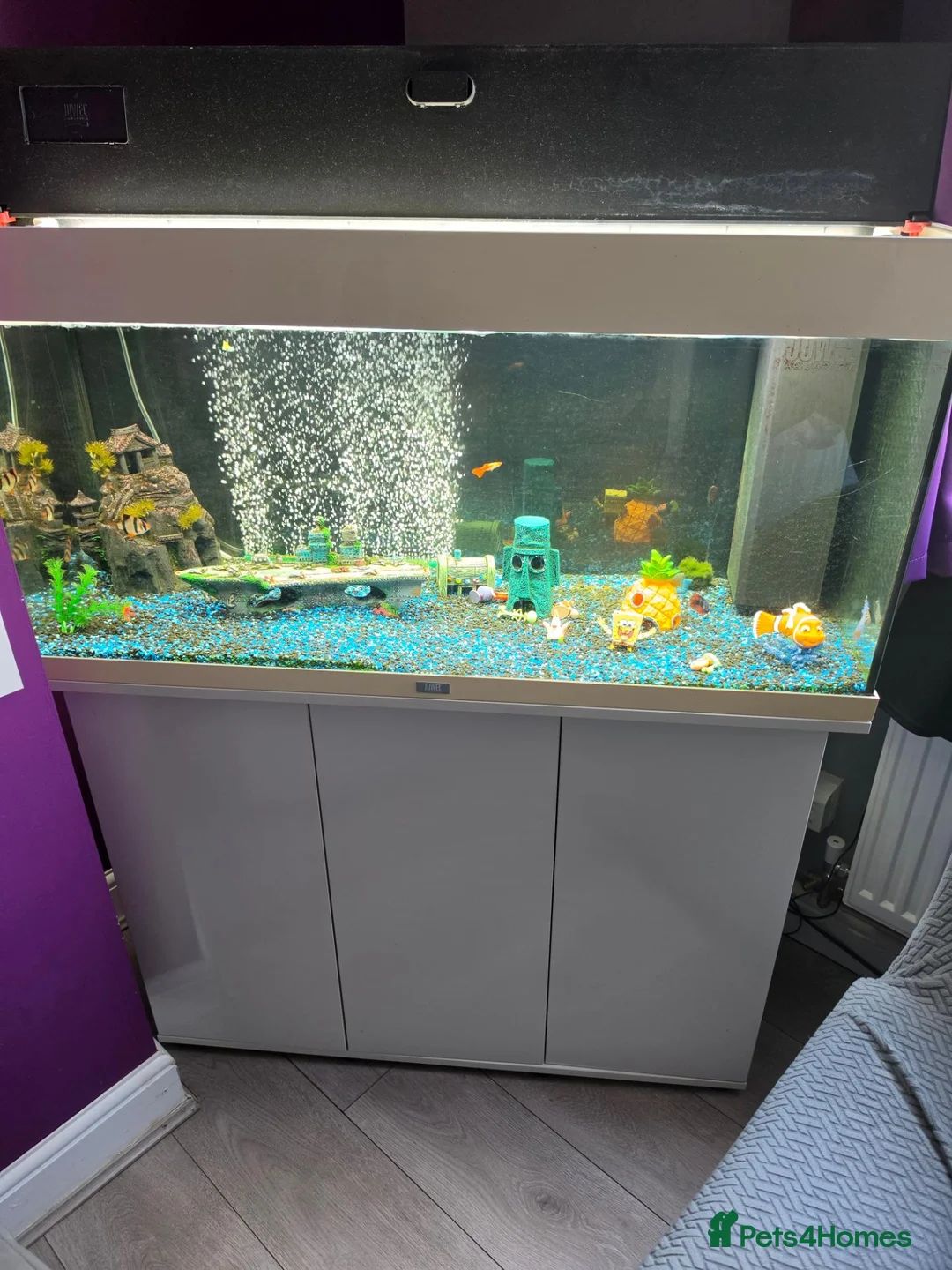 Plecos fish for sale: 180L fish tank  - Advert 1