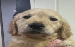 Golden Retriever dogs for sale: KC health checked outstanding temperaments  - Advert 9