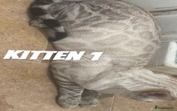 Bengal cats for sale: Stunning 3 quarter Bengals from Champion lines - Image 1