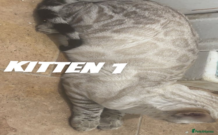 Bengal cats - Advert 5