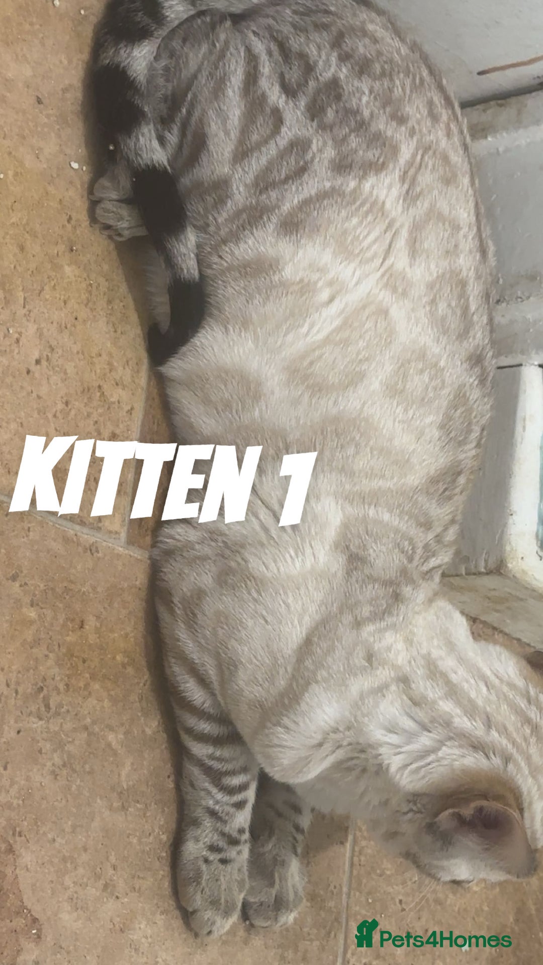 Bengal cats for sale: Stunning 3 quarter Bengals from Champion lines - Image 1