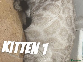 Bengal cats - Advert 24