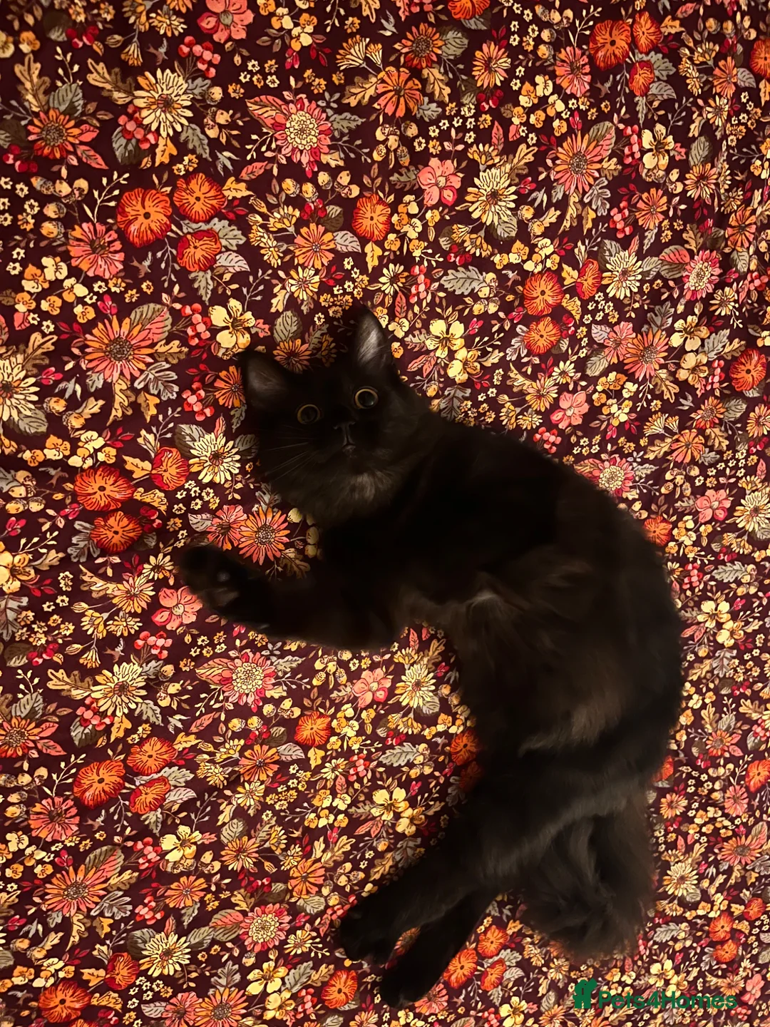 Mixed Breed cats for sale: Long haired kitten - Advert 2