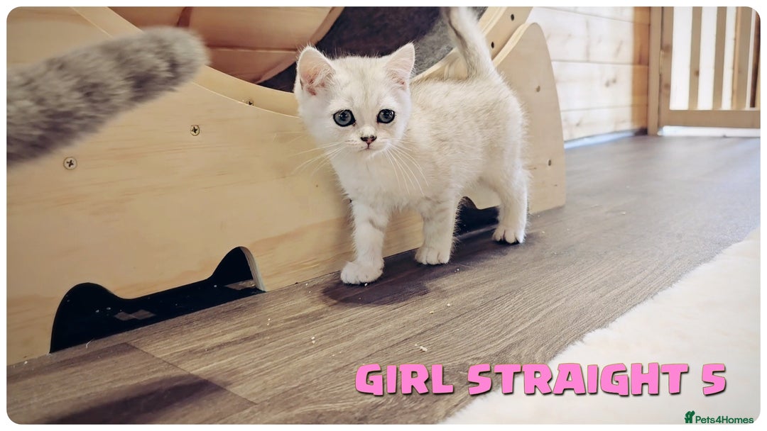 Scottish Fold cats for sale: Scottish Fold Kittens (Delivery  available) - Image 16