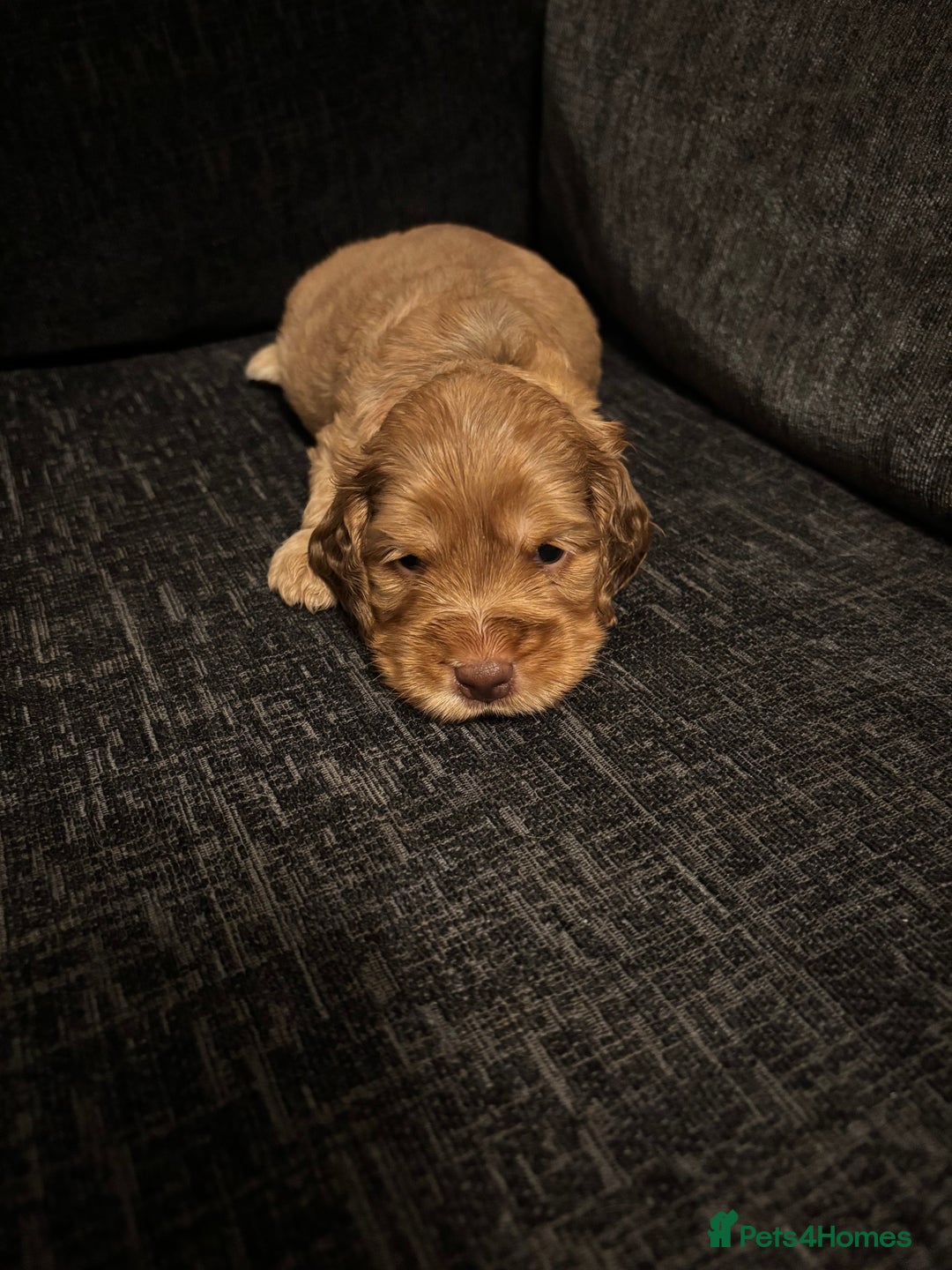 Cocker Spaniel dogs for sale: ✨ Show Cocker Spaniel pups ✨ - Image 5