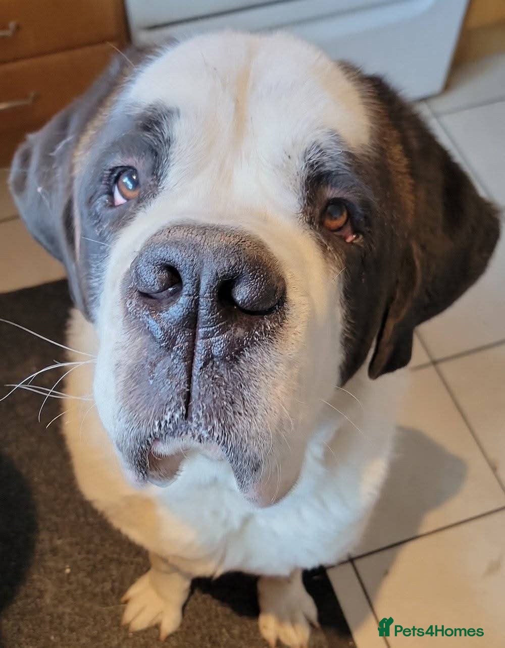 Saint Bernard dogs Tyler - Pure breed Saint Bernard  - Advert 10