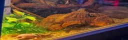 Snake reptiles for sale: Male Hognose Snake in Worcester - Advert 2