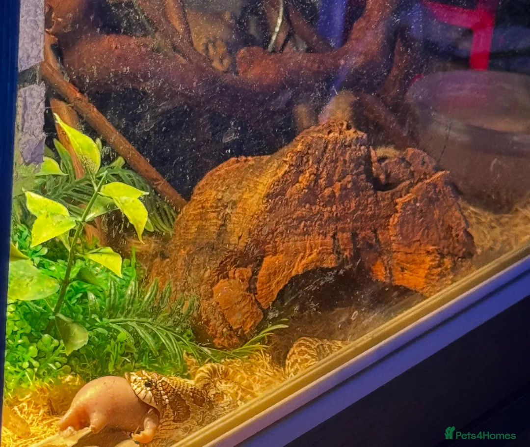 Snake reptiles for sale: Male Hognose Snake in Worcester - Advert 2