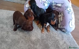 Cocker Spaniel dogs for sale: Working cocker wocker puppies - Image 4