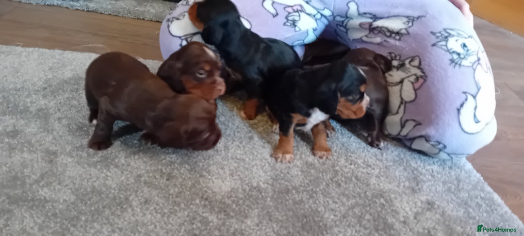 Cocker Spaniel dogs for sale: Working cocker wocker puppies - Image 4