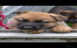 German Shepherd dogs for sale: German Shepherd puppies ideal family security dog - Image 2