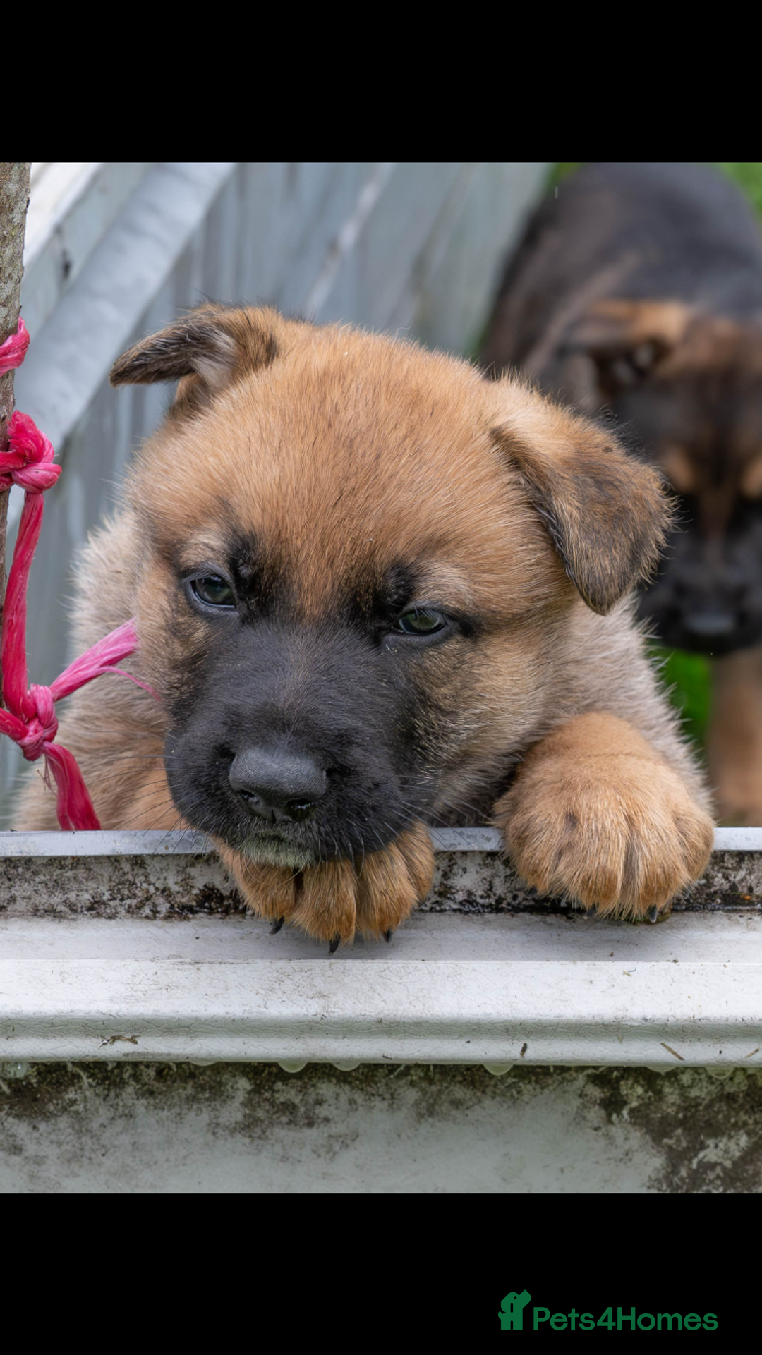 German Shepherd dogs for sale: German Shepherd puppies ideal family security dog - Image 2