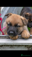 German Shepherd dogs - Advert 11