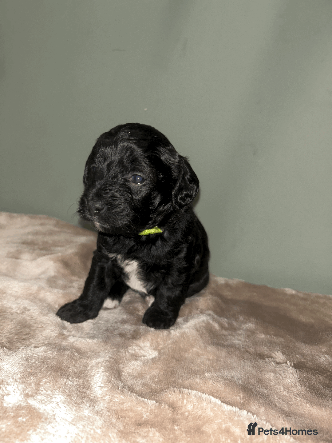 Cavachon dogs for sale: F1 CAVAPOOCHON PUPPIES  - Advert 6