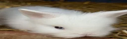 Lionhead rabbits for sale: 5x gorgeous white fluffy lionhead bunnies  - Advert 2