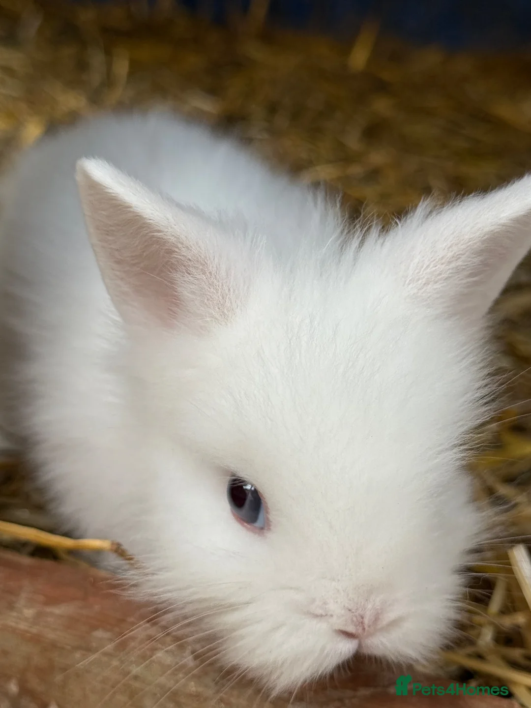 Lionhead rabbits for sale: 5x gorgeous white fluffy lionhead bunnies  - Advert 2