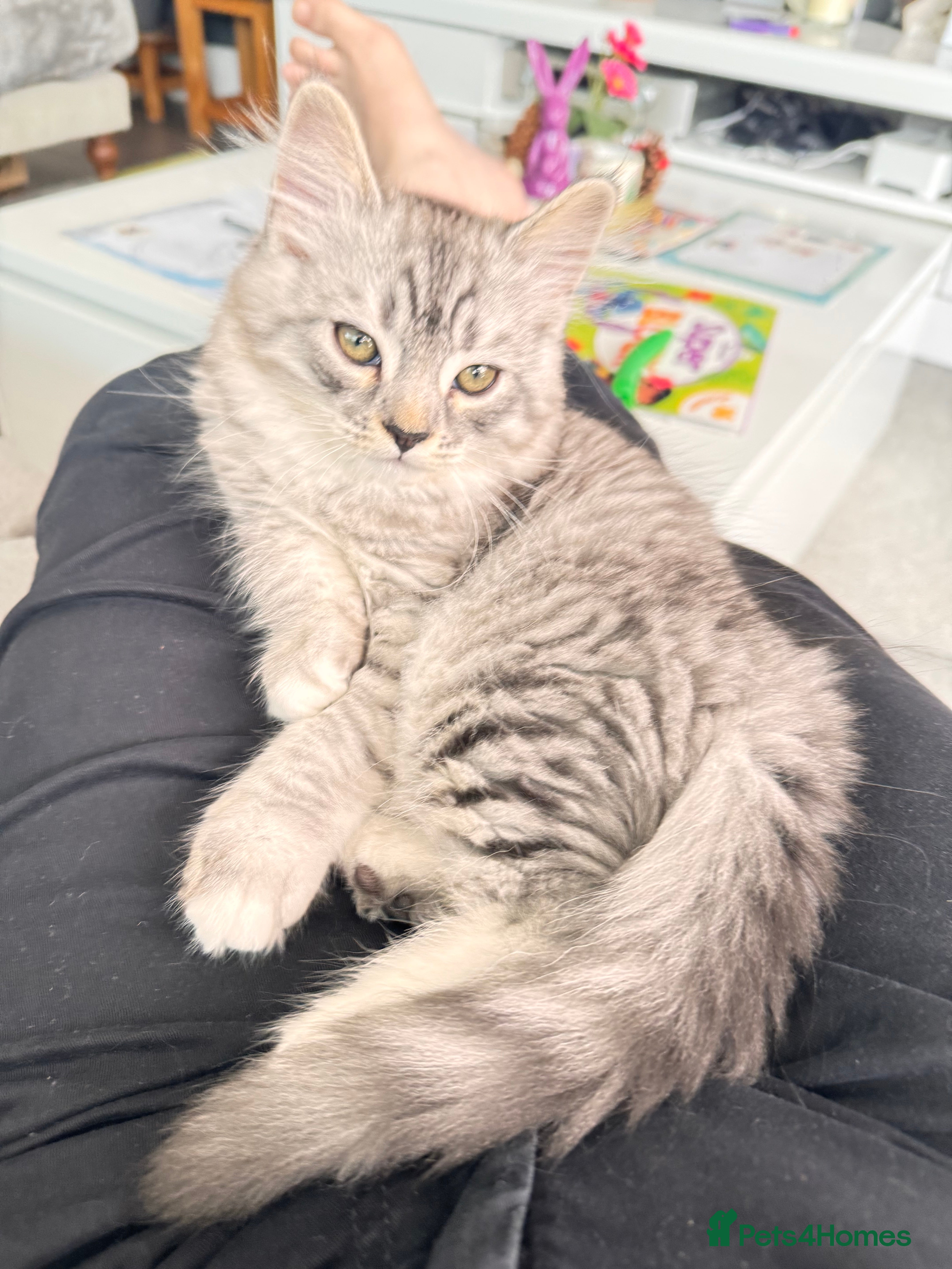 Mixed Breed cats Only 2 Left | Rare Silver Smoke British x Persian - Advert 2