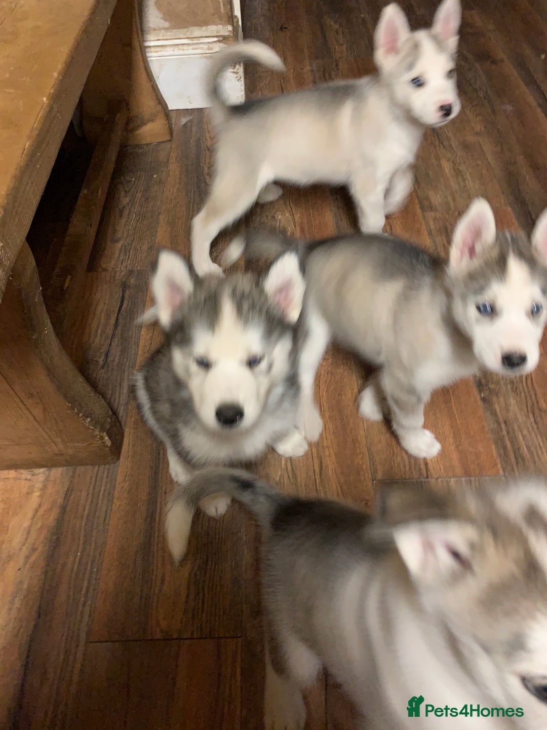 Utonagan dogs for sale: Husky x malamute  - Image 2