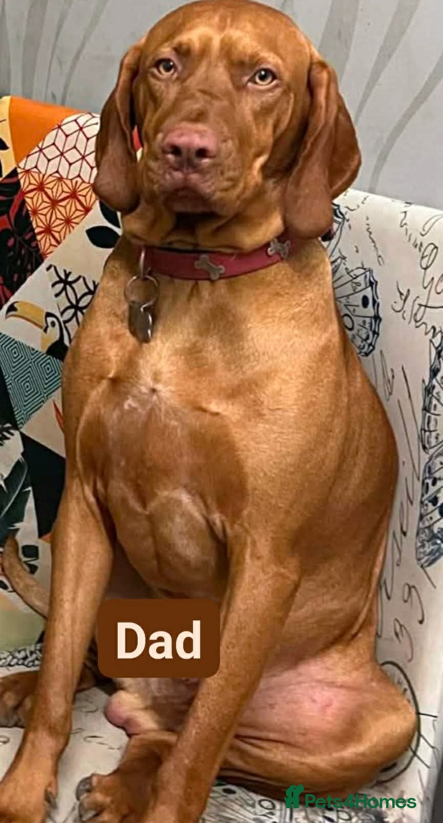 Hungarian Vizsla dogs Extra Ordinary Beautiful Hungarian Vizsla - Advert 5