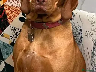 Hungarian Vizsla dogs Extra Ordinary Beautiful Hungarian Vizsla - Advert 5