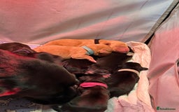 Labrador Retriever dogs for sale: Labrador puppies  - Advert 2